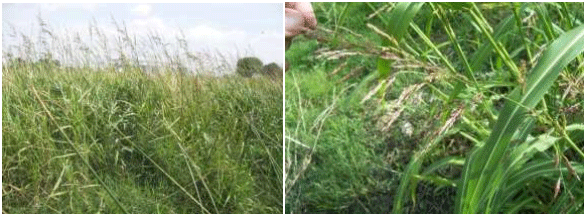 El problema de las plantas toxicas dentro de los potreros - Image 1