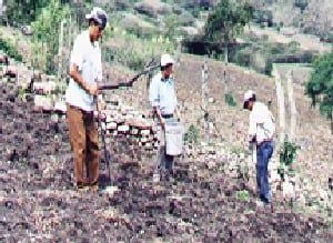 Los abonos orgánicos, alternativa en la gestión de la fertilidad de los suelos - Image 29