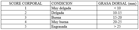 Estrategias nutricionales en la alimentacion de cerdas de cria - Image 1
