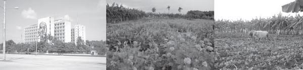 Las Rizobacterias Promotoras del Crecimiento Vegetal (PGPR) en la agricultura - Image 2
