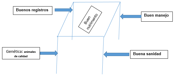 Como lograr mas eficiencia en la producción animal para que tu empresa sea mas rentable - Image 2