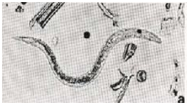 Epidemiología y control del parasitismo gastrointestinal en bovinos - Image 2