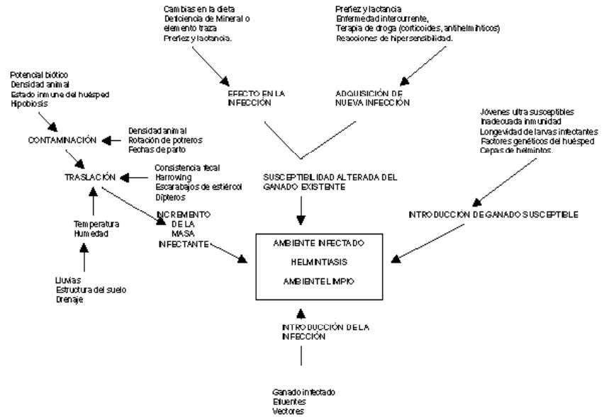 Epidemiología y control del parasitismo gastrointestinal en bovinos - Image 8