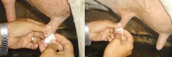 Prevención y control de los tipos de mastitis bovina - Image 2