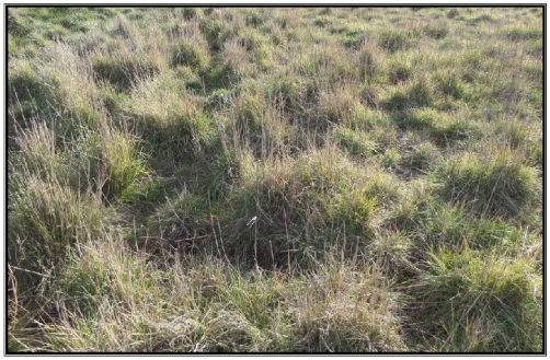 Agropiro para la Cuenca del Salado - Image 2