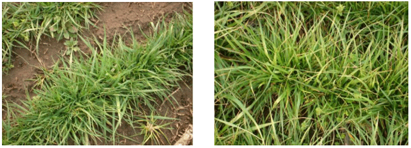 Implantación de cultivares de festuca en la Cuenca del Salado - Image 6