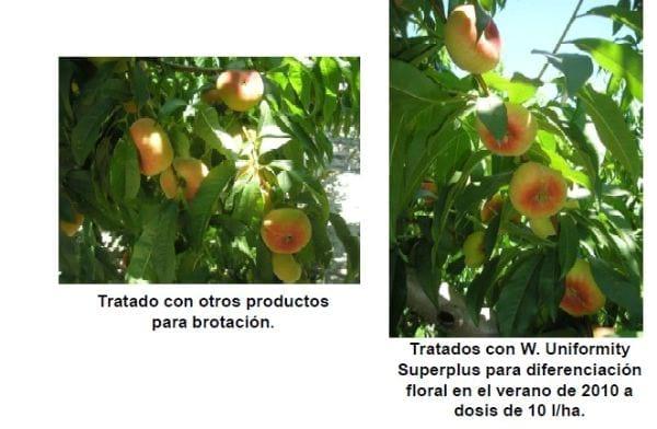 Inducción y diferenciación floral por reservas y equilibrios hormonales en: Cereza - Melocotón y Albaricoque - Image 29