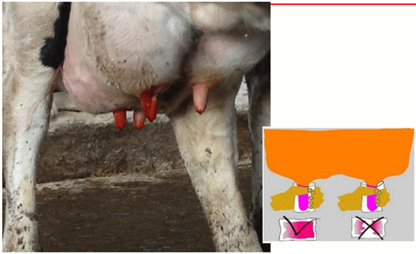 Cinco Factores Clave en Programas de Mejoramiento de Calidad de la Leche - Image 22