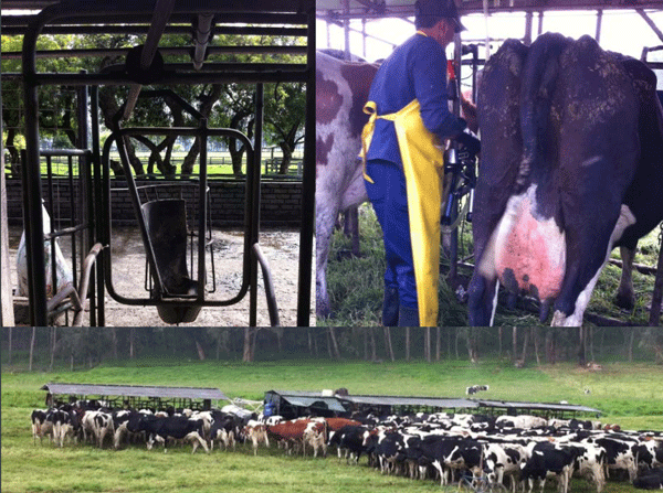 Cinco Factores Clave en Programas de Mejoramiento de Calidad de la Leche - Image 5