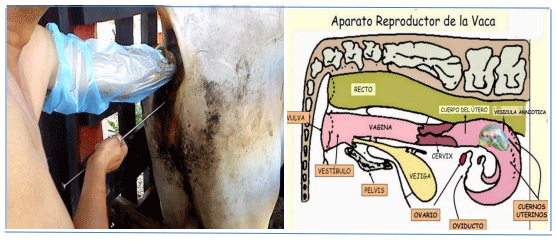 El uso de la técnica de inseminación artificial como pilar fundamental del mejoramiento genético de bovinos - Image 1