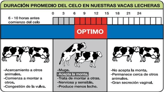 El uso de la técnica de inseminación artificial como pilar fundamental del mejoramiento genético de bovinos - Image 3
