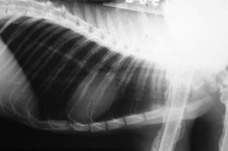 Concomitancia de infección por Cryptococcus neoformans y Hepatozoon sp. en un gato doméstico - Image 6