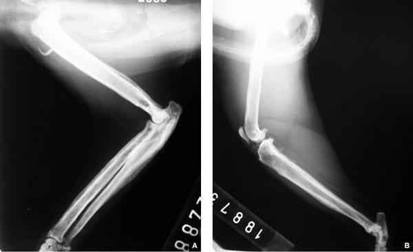 Concomitancia de infección por Cryptococcus neoformans y Hepatozoon sp. en un gato doméstico - Image 11