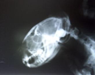 Concomitancia de infección por Cryptococcus neoformans y Hepatozoon sp. en un gato doméstico - Image 4