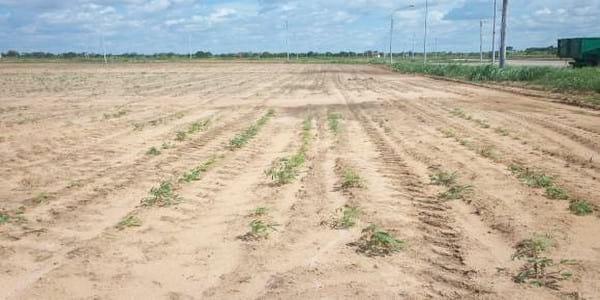 Limitantes de suelo más comunes que se pueden visualizar en campo - Image 6