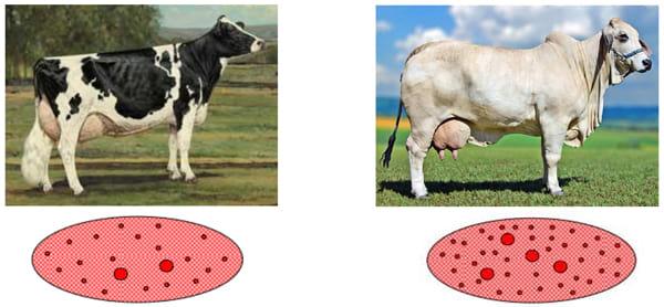 Manejo Reproductivo para mejorar la Productividad Lechera - Image 12