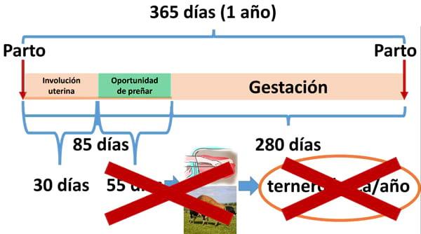 Manejo Reproductivo para mejorar la Productividad Lechera - Image 4