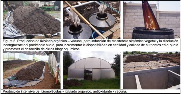 Manejo sustentable de maiz - Image 13