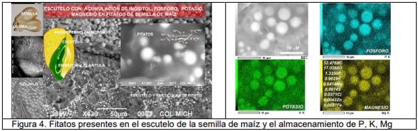 Manejo sustentable de maiz - Image 7