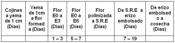 Evaluación de la fenología floral de la guanábana (Annona muricata L.) en condiciones de la finca el Silencio en el municipio de Mariquita, Colombia. - Image 2