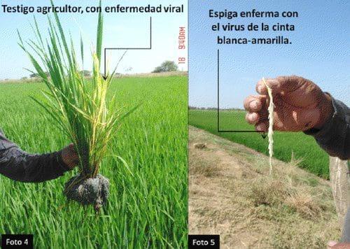 Rendimientos después del control de la enfermedad viral de la cinta blanca o cinta amarilla del arróz (Oryza sativa L.) - Image 5