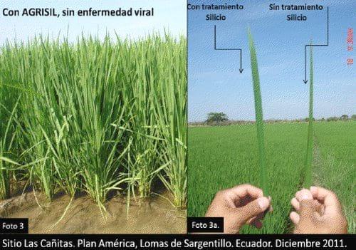 Rendimientos después del control de la enfermedad viral de la cinta blanca o cinta amarilla del arróz (Oryza sativa L.) - Image 4