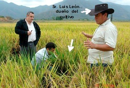 Rendimientos después del control de la enfermedad viral de la cinta blanca o cinta amarilla del arróz (Oryza sativa L.) - Image 3