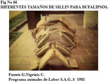 El bufalipso como animal de trabajo - Image 10