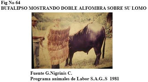 El bufalipso como animal de trabajo - Image 5