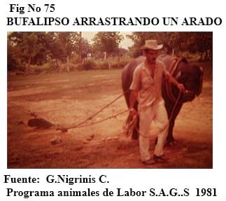 El bufalipso como animal de trabajo - Image 20