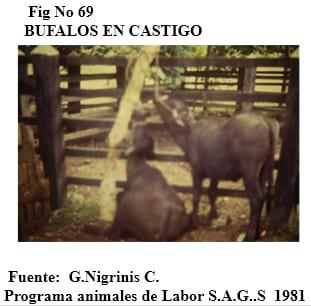 El bufalipso como animal de trabajo - Image 13