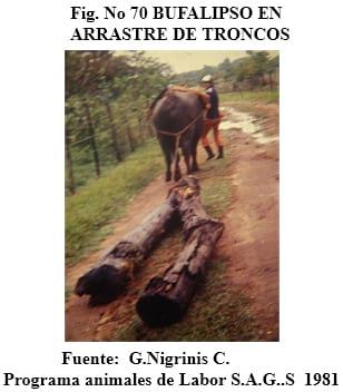 El bufalipso como animal de trabajo - Image 14