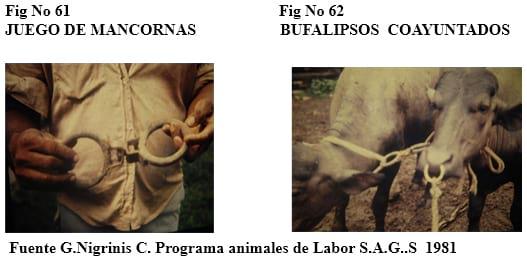 El bufalipso como animal de trabajo - Image 3