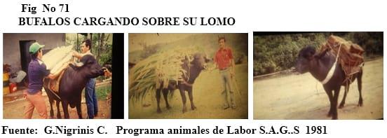El bufalipso como animal de trabajo - Image 15