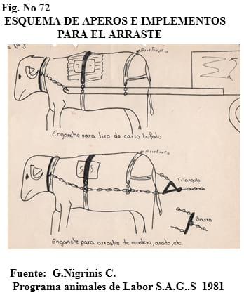 El bufalipso como animal de trabajo - Image 16