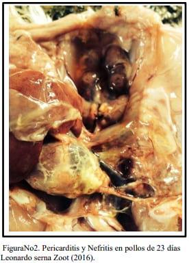 Infecciones por Mycoplasma Spp en las Aves. Por qué se presenta el bloqueo del sistema inmune - Image 2