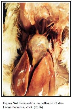 Infecciones por Mycoplasma Spp en las Aves. Por qué se presenta el bloqueo del sistema inmune - Image 1
