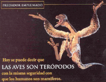 El origen de las aves, Primera parte. (Artículo de Opinión Nº 82, Julio 31-2017) - Image 5