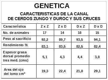 Factores que afectan el rendimiento en carne de los cerdos - Image 3