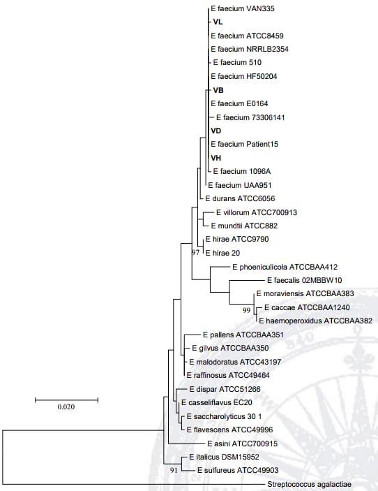 Dinámica poblacional y aislamiento de bacterias ácido lácticas en lactosuero fermentado - Image 4