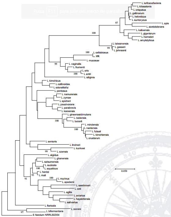 Dinámica poblacional y aislamiento de bacterias ácido lácticas en lactosuero fermentado - Image 2