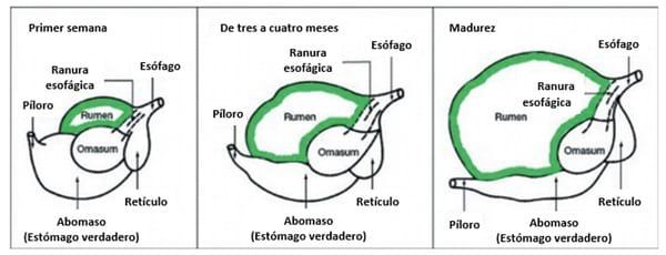 XTRACT® Una herramienta adecuada para apoyar los desafíos del pre-destete en becerros - Image 1