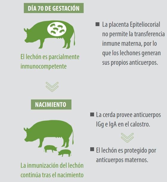 Calidad del Calostro: Clave para la Transferencia de Inmunidad - Image 1
