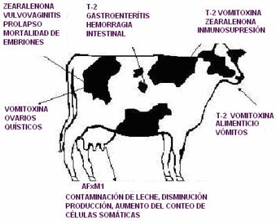 La aflatoxicosis: Un problema a resolver dentro de la Medicina Veterinaria - Image 14