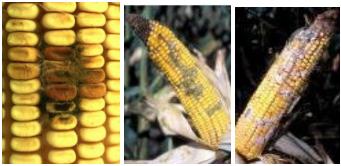 La aflatoxicosis: Un problema a resolver dentro de la Medicina Veterinaria - Image 6