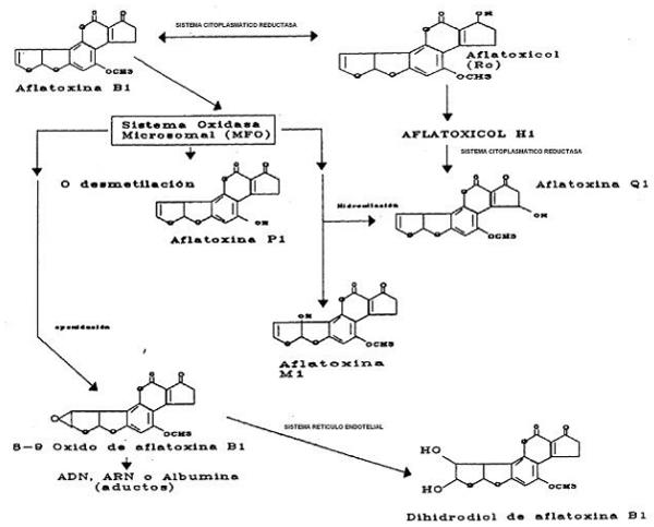 La aflatoxicosis: Un problema a resolver dentro de la Medicina Veterinaria - Image 10