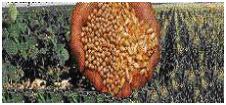 La aflatoxicosis: Un problema a resolver dentro de la Medicina Veterinaria - Image 5