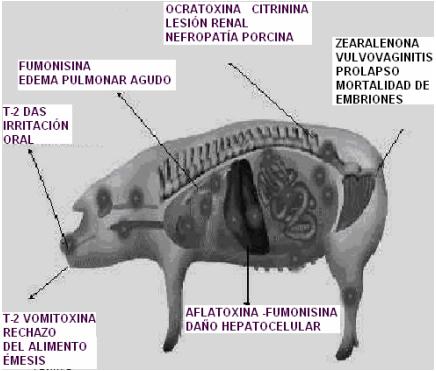 La aflatoxicosis: Un problema a resolver dentro de la Medicina Veterinaria - Image 12