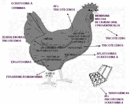 La aflatoxicosis: Un problema a resolver dentro de la Medicina Veterinaria - Image 13