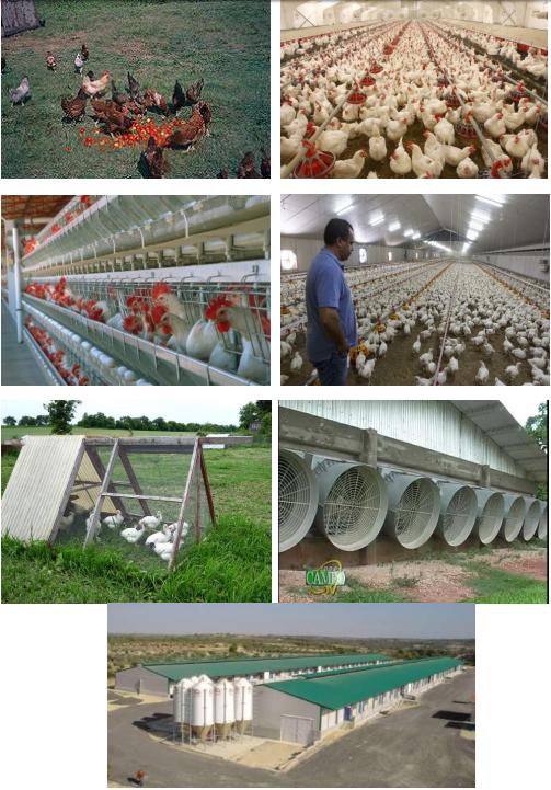 Origen de las aves, Cuarta Parte: Cómo llegó la gallina al continente americano - Image 9